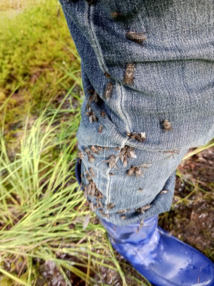 Озверевшие лесные насекомые (фото В.Молодцова, июль, 2025)