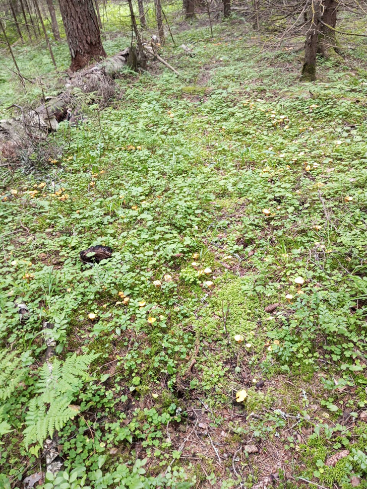 Пока в лесу только лисички и радуют (фото В.Молодцова, июль, 2025)