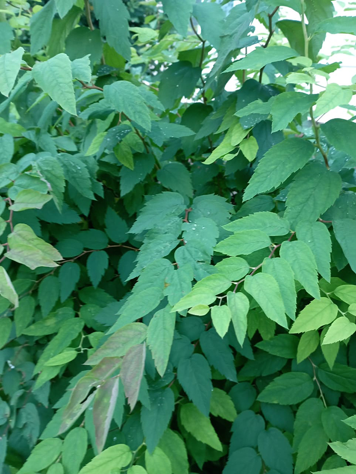 Клин и его окресности (фото В.Молодцова, июль, 2025)