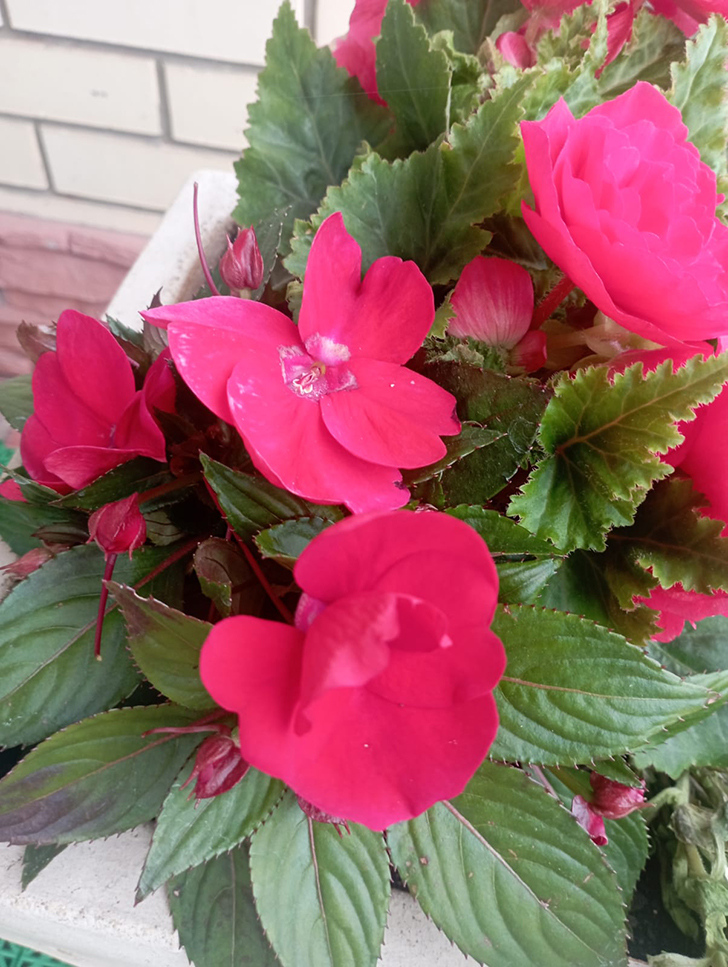 Красота в любую погоду от пышного цветения бегоний (фото В.Молодцова, июль, 2025)