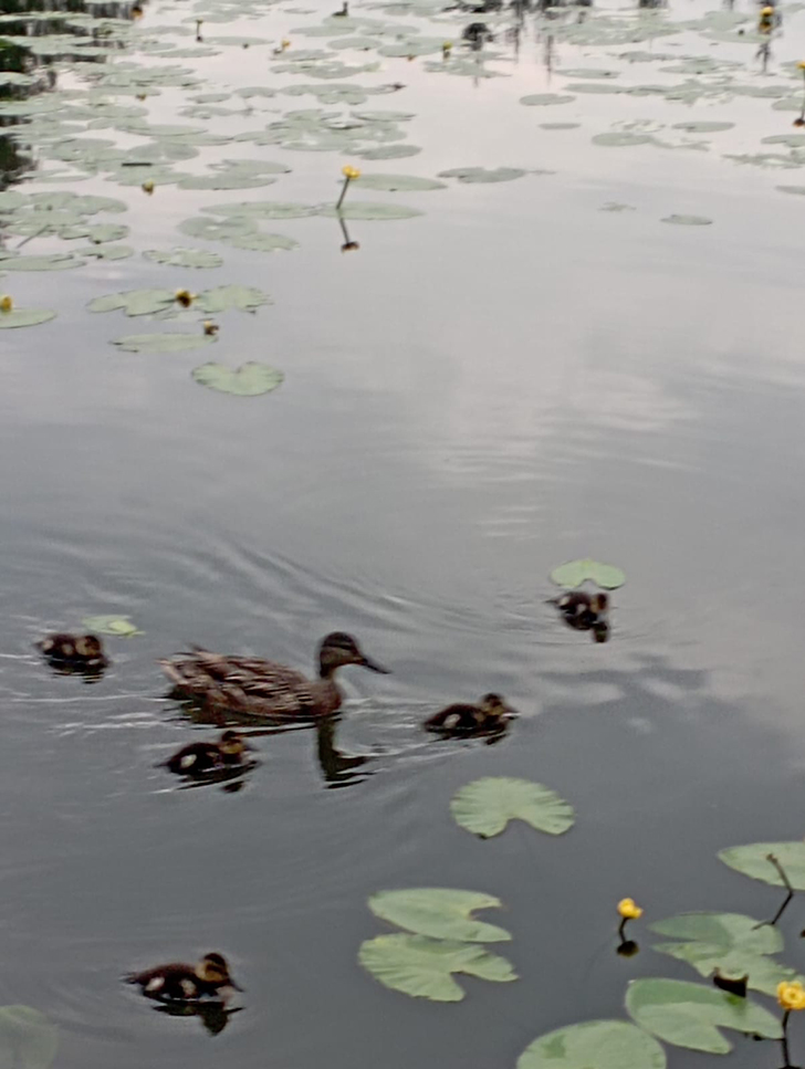 Высоковск (фото В.Молодцова, июль, 2025)