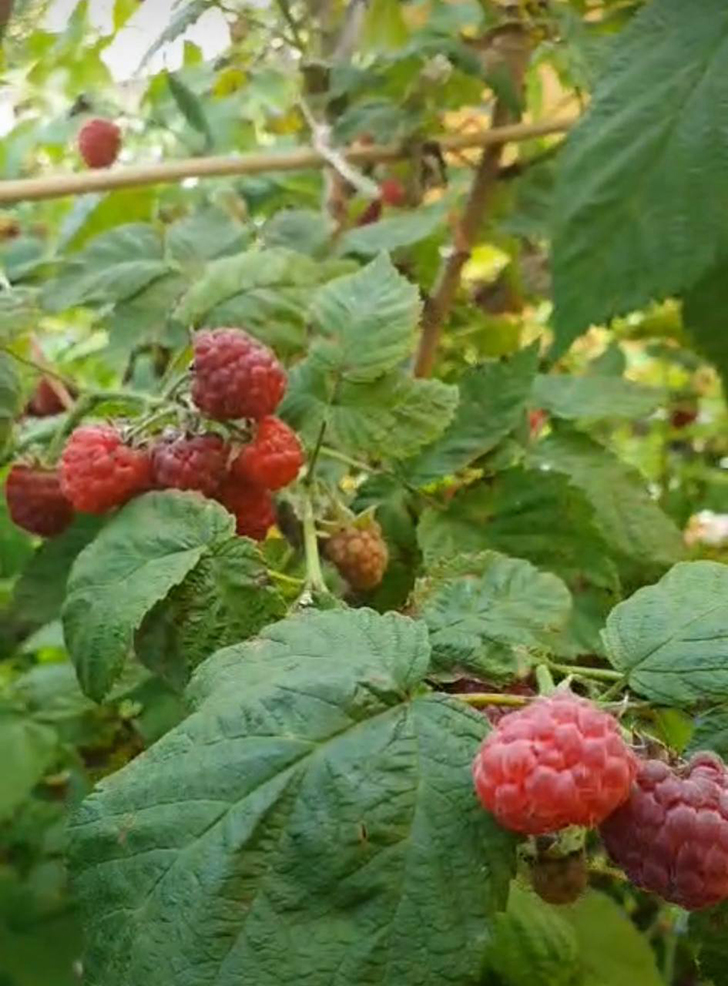 Деревенские красоты лета (фото В.Молодцова, июль, 2025)