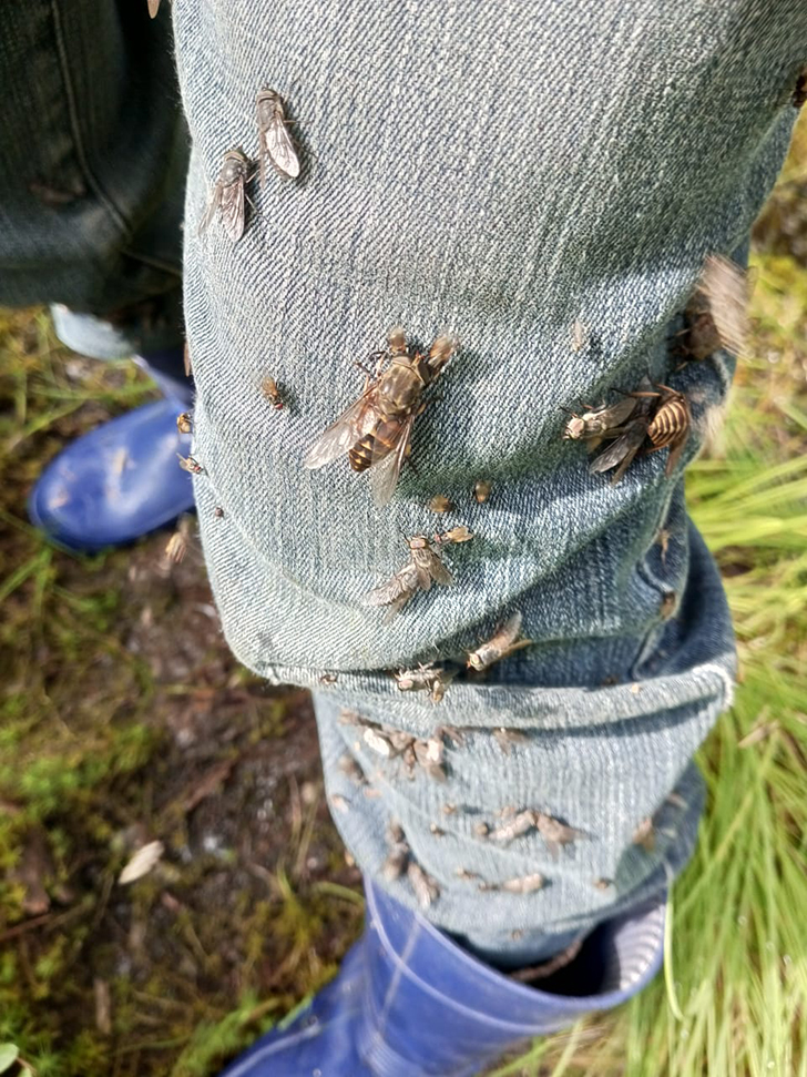 Озверевшие лесные насекомые (фото В.Молодцова, июль, 2025)