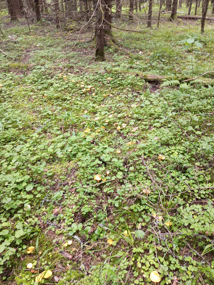 Пока в лесу только лисички и радуют (фото В.Молодцова, июль, 2025)