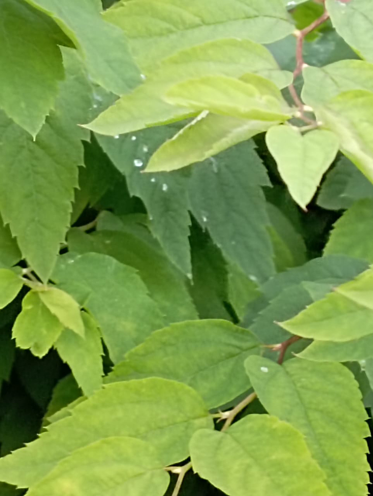 Клин и его окресности (фото В.Молодцова, июль, 2025)