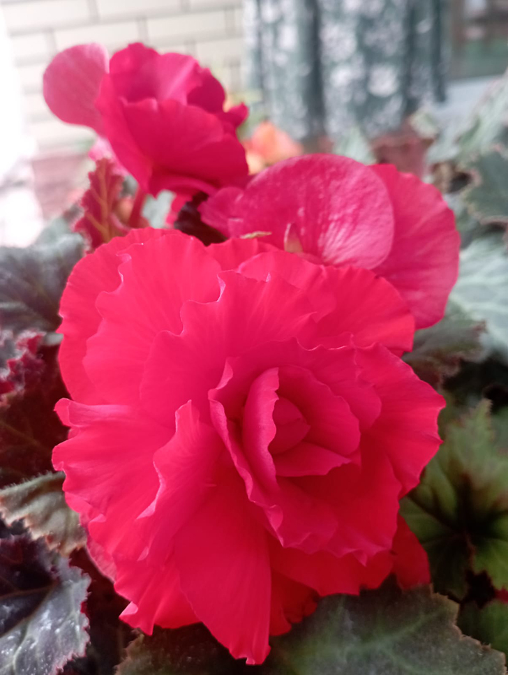 Красота в любую погоду от пышного цветения бегоний (фото В.Молодцова, июль, 2025)