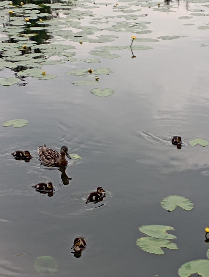 Высоковск (фото В.Молодцова, июль, 2025)