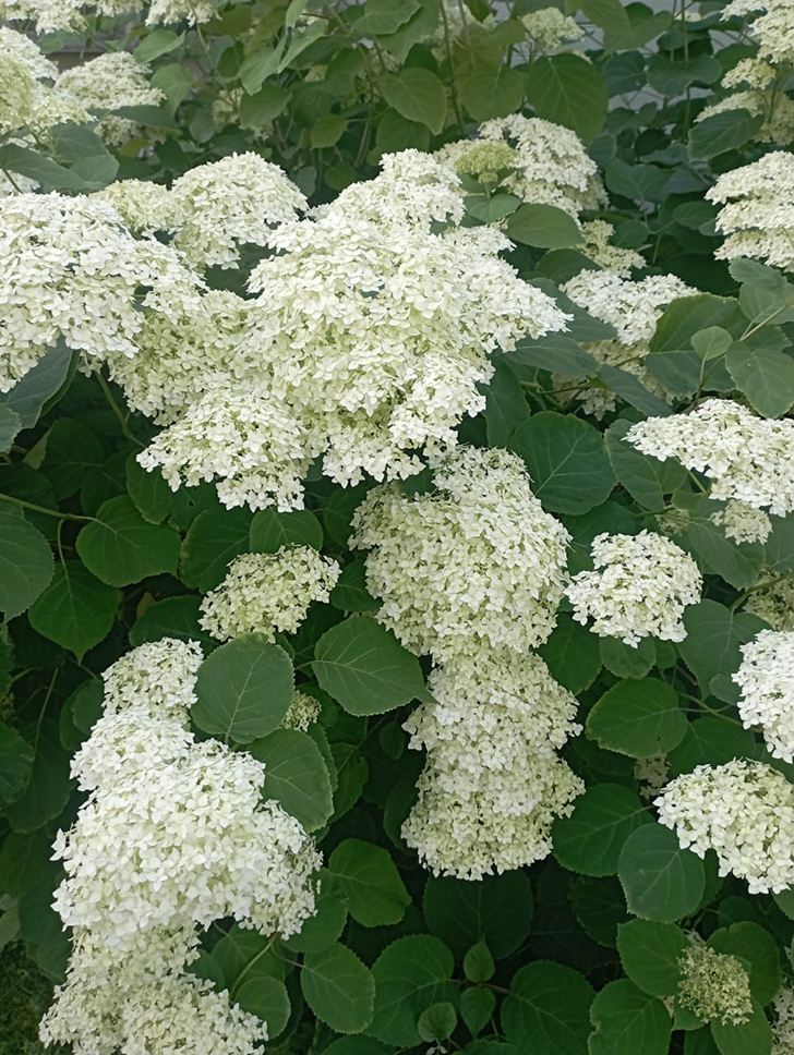 Деревенские красоты лета (фото В.Молодцова, июль, 2025)