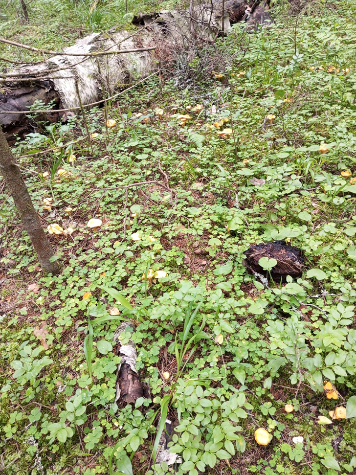 Пока в лесу только лисички и радуют (фото В.Молодцова, июль, 2025)