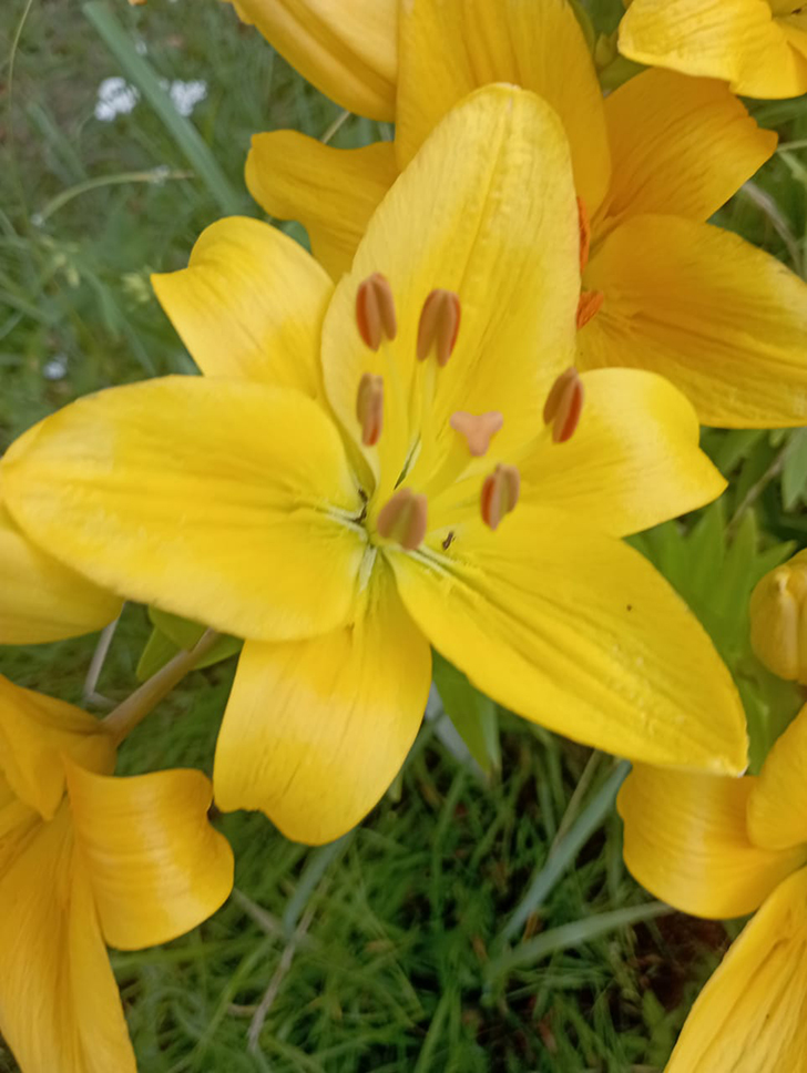 Деревенские красоты лета (фото В.Молодцова, июль, 2025)