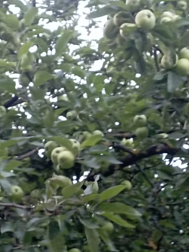 Клин и его окресности (фото В.Молодцова, июль, 2025)