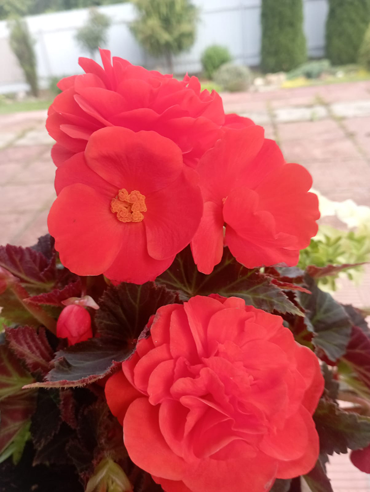 Красота в любую погоду от пышного цветения бегоний (фото В.Молодцова, июль, 2025)