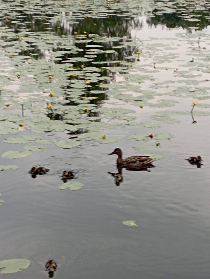 Высоковск (фото В.Молодцова, июль, 2025)