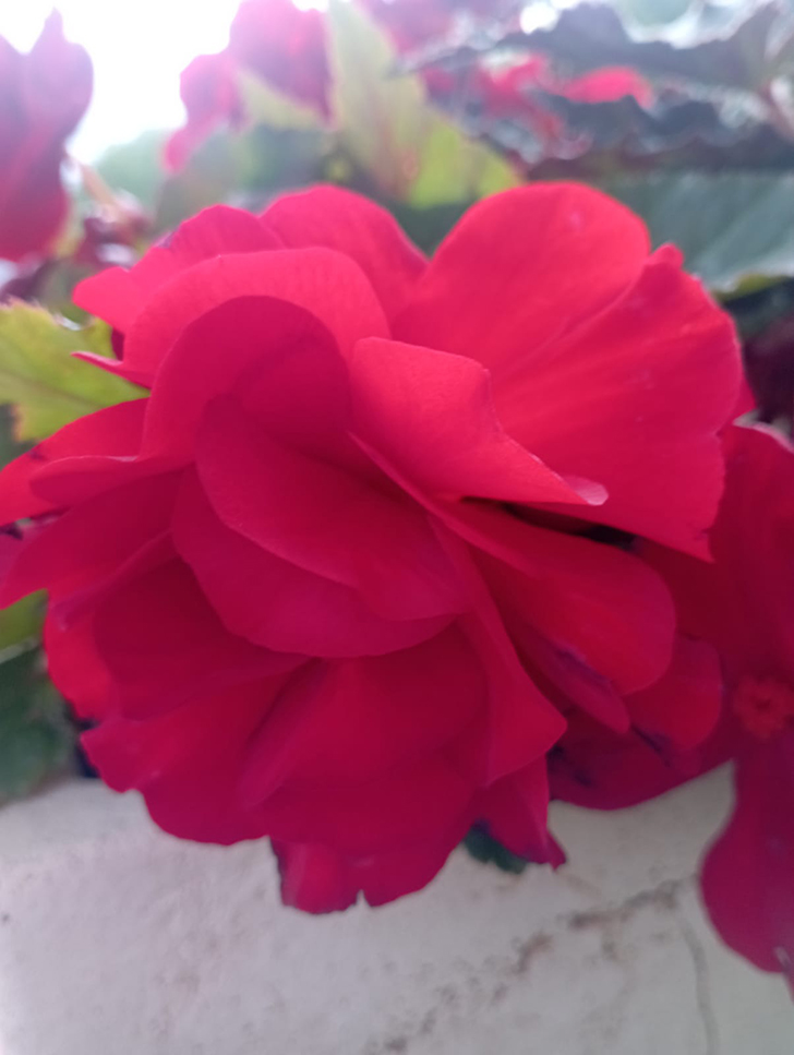 Красота в любую погоду от пышного цветения бегоний (фото В.Молодцова, июль, 2025)