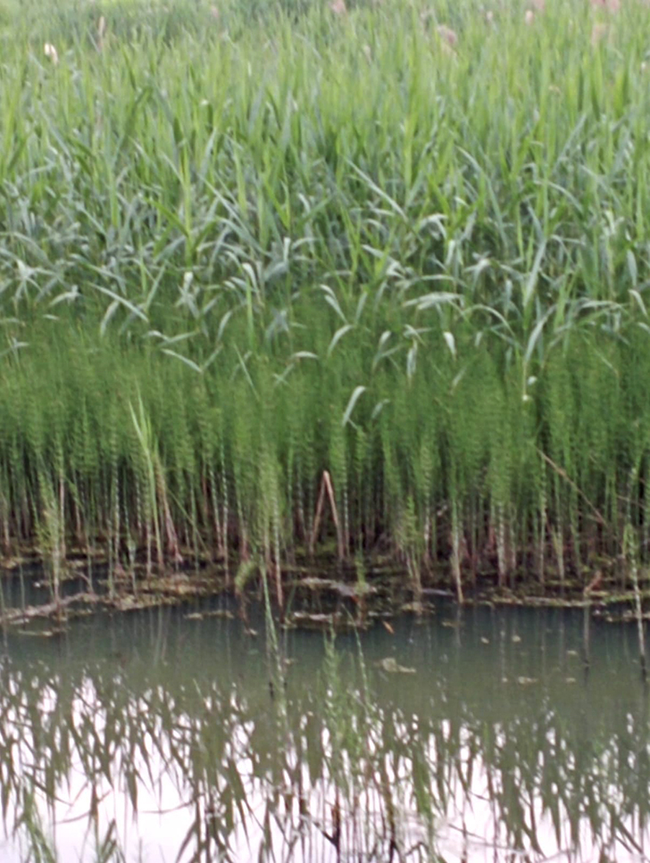 Высоковск (фото В.Молодцова, июль, 2025)