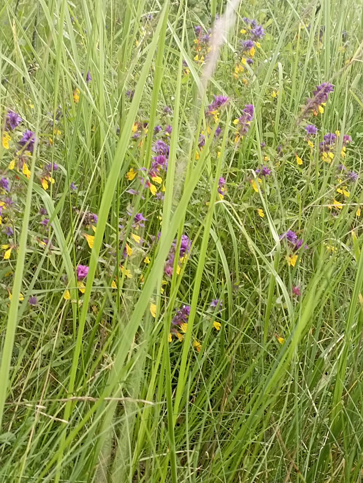 Клин и его окресности (фото В.Молодцова, июль, 2025)