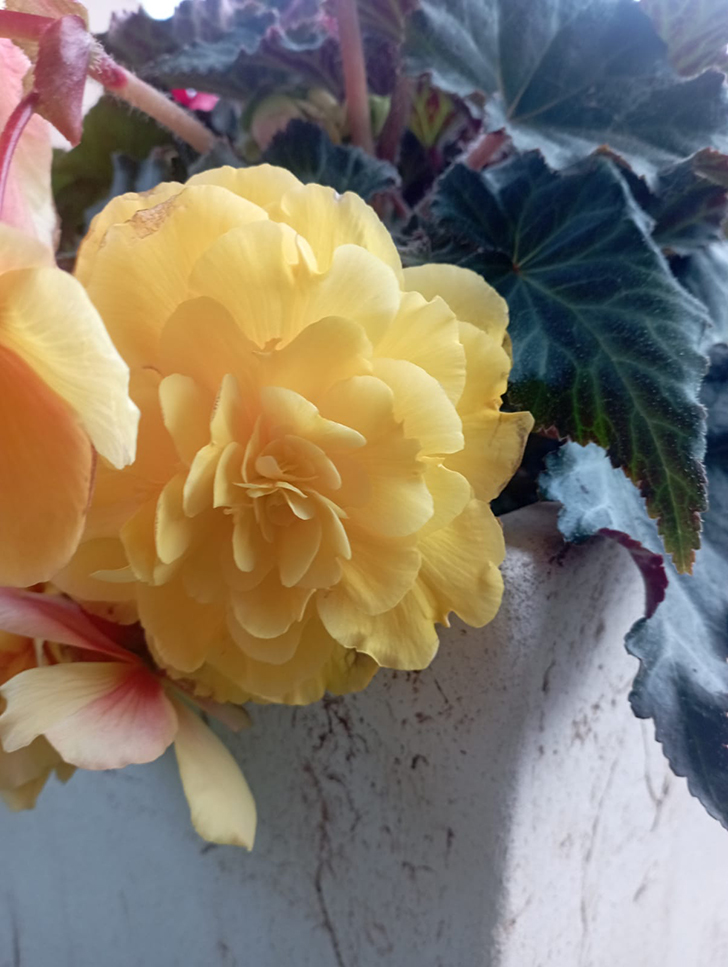 Красота в любую погоду от пышного цветения бегоний (фото В.Молодцова, июль, 2025)