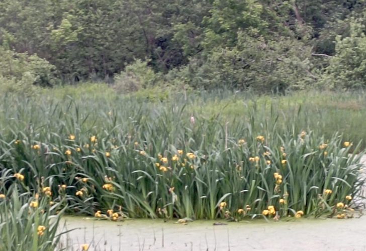 Высоковск (фото В.Молодцова, июль, 2025)