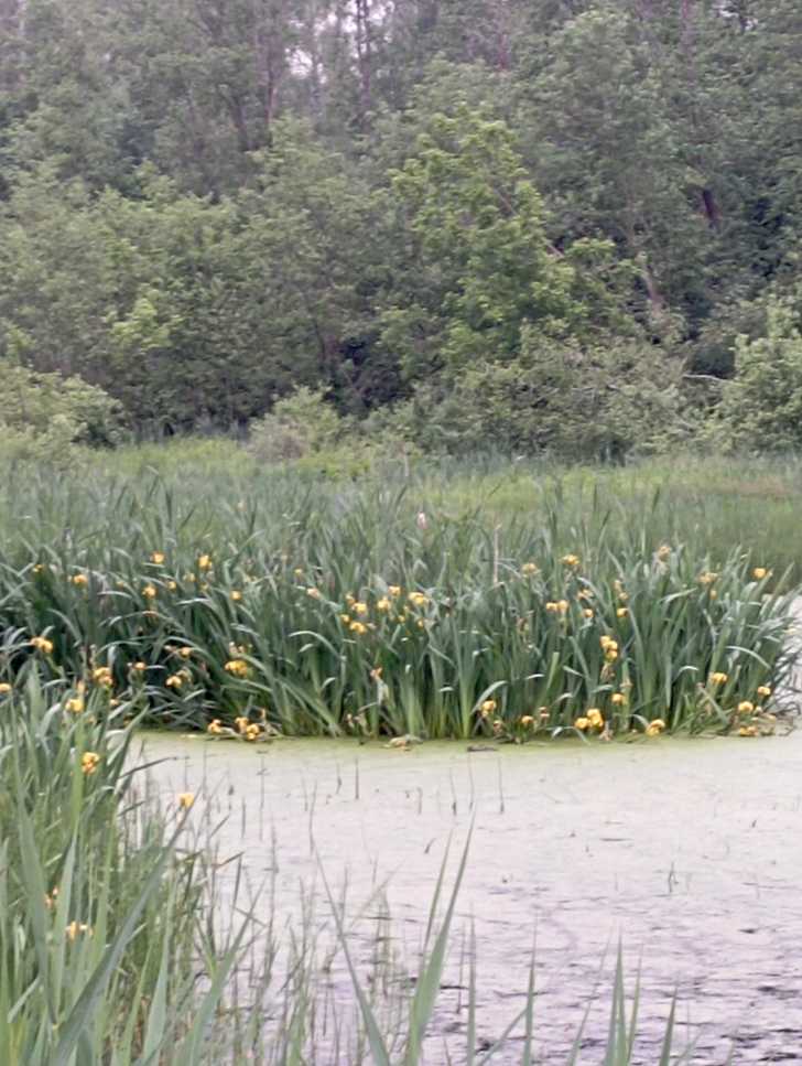 Высоковск (фото В.Молодцова, июль, 2025)