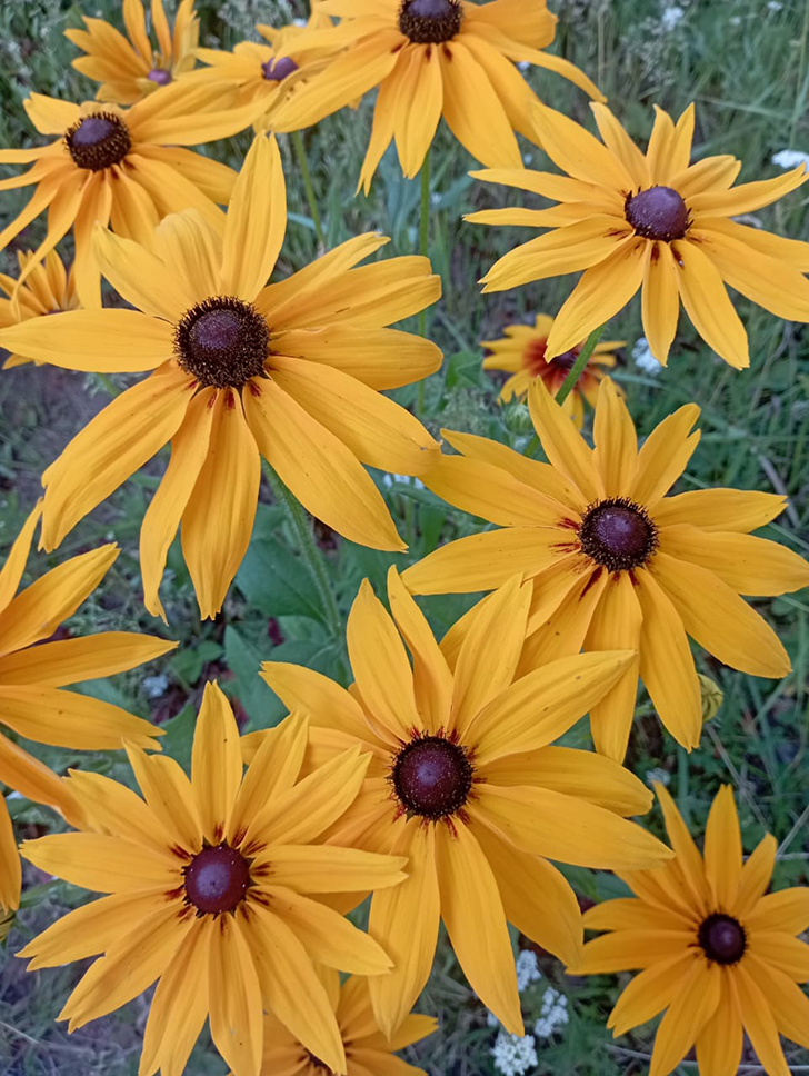 Деревенские красоты лета (фото В.Молодцова, июль, 2025)