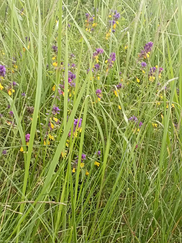 Клин и его окресности (фото В.Молодцова, июль, 2025)