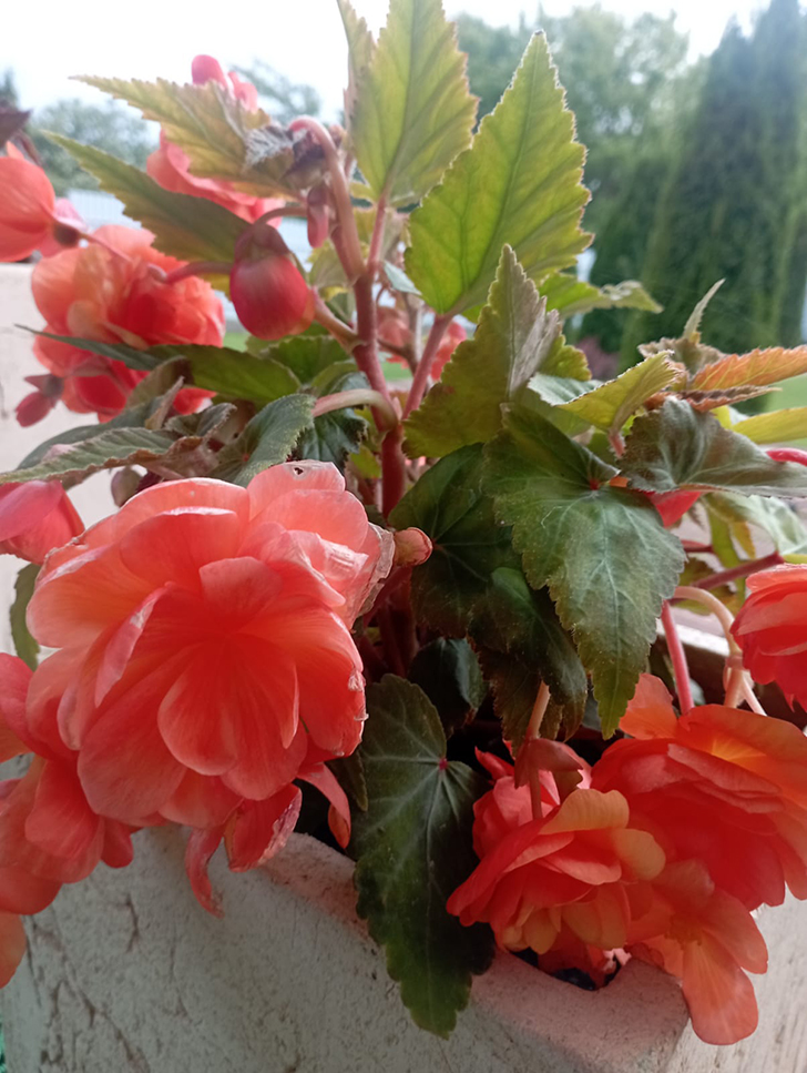 Красота в любую погоду от пышного цветения бегоний (фото В.Молодцова, июль, 2025)