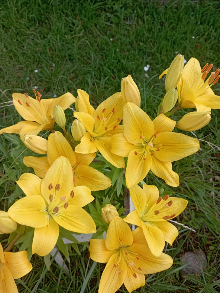 Деревенские красоты лета (фото В.Молодцова, июль, 2025)