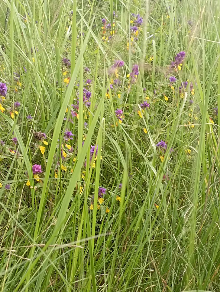 Клин и его окресности (фото В.Молодцова, июль, 2025)