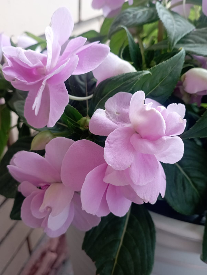 Красота в любую погоду от пышного цветения бегоний (фото В.Молодцова, июль, 2025)