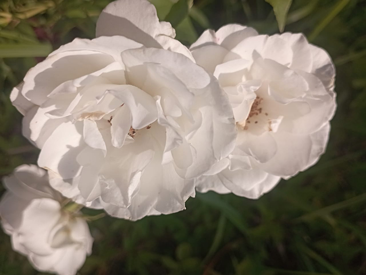 Деревенские красоты лета (фото В.Молодцова, июль, 2025)