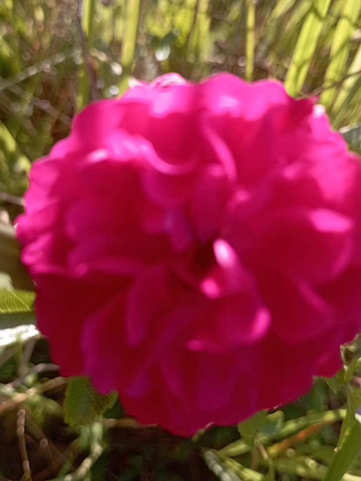 Деревенские красоты лета (фото В.Молодцова, июль, 2025)