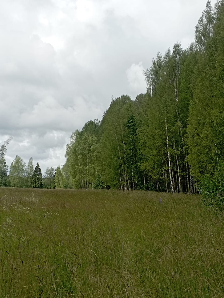 Клин и его окресности (фото В.Молодцова, июль, 2025)