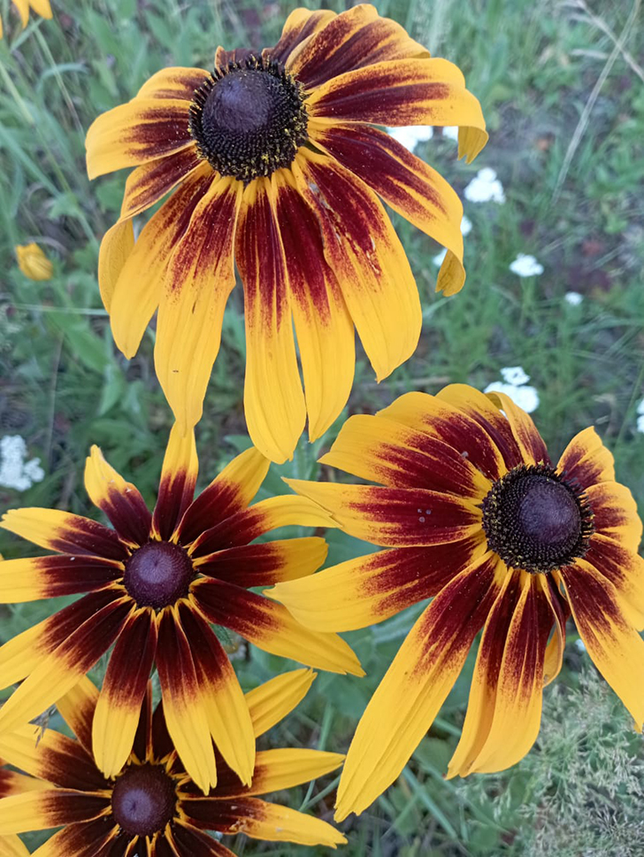 Деревенские красоты лета (фото В.Молодцова, июль, 2025)