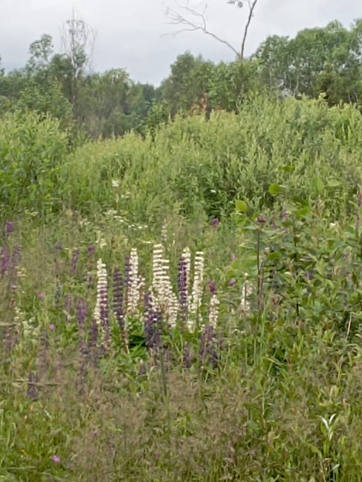 Клин и его окрестности (фото В.Молодцова, июль, 2025)