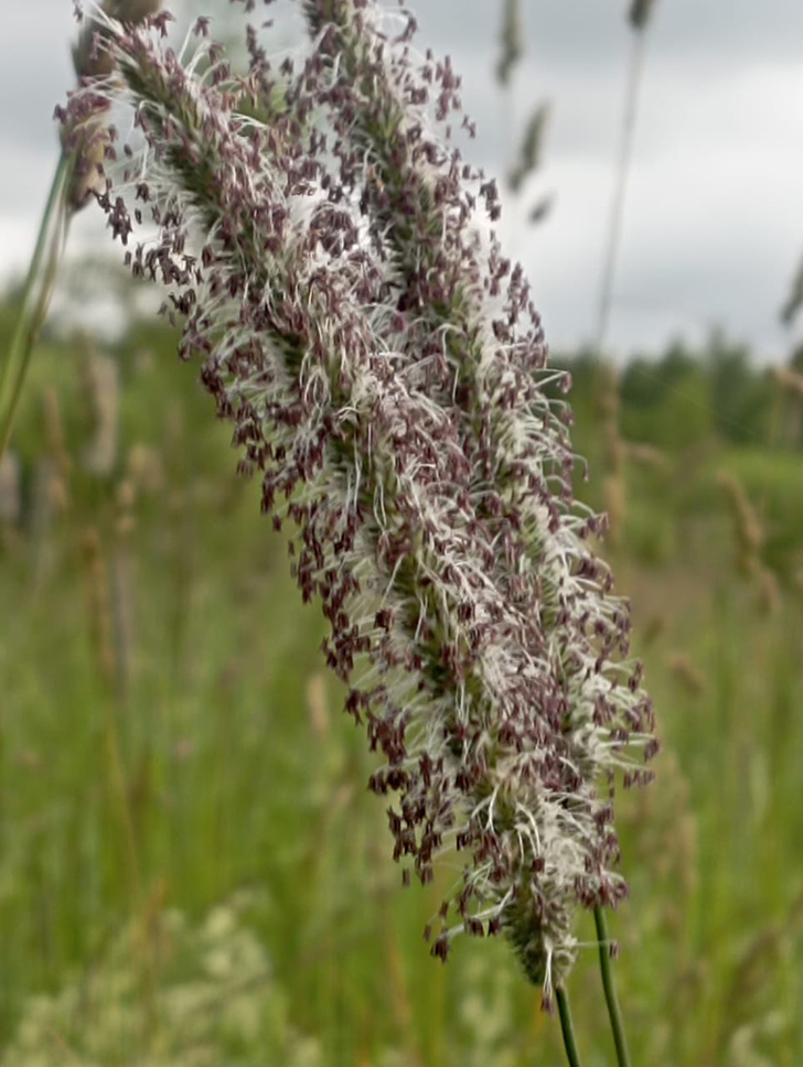 Клин и его окрестности (фото В.Молодцова, июль, 2025)