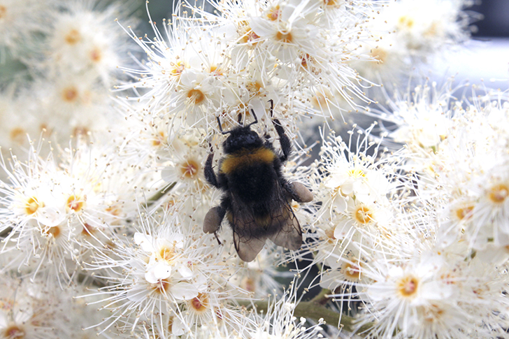 Фото В.Кузьмин (июль, 2025)