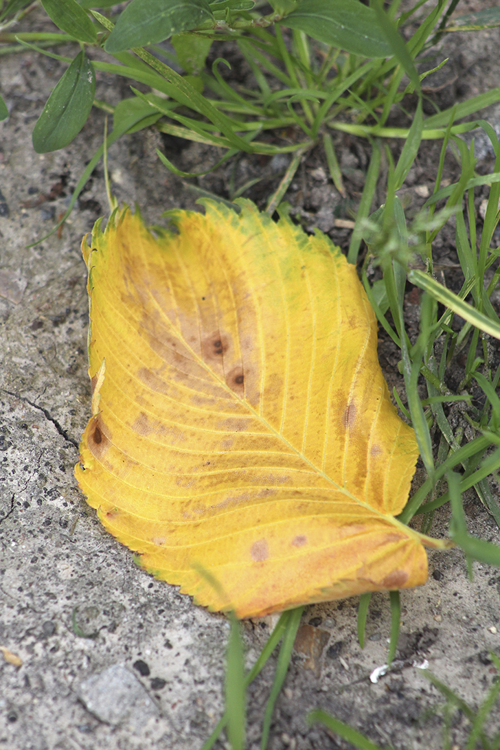 Фото В.Кузьмин (июль, 2025)