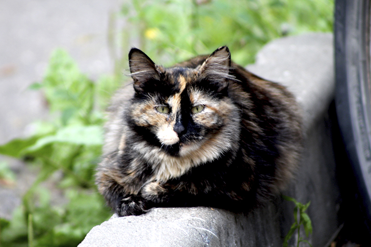 Фото В.Кузьмин (июль, 2025)