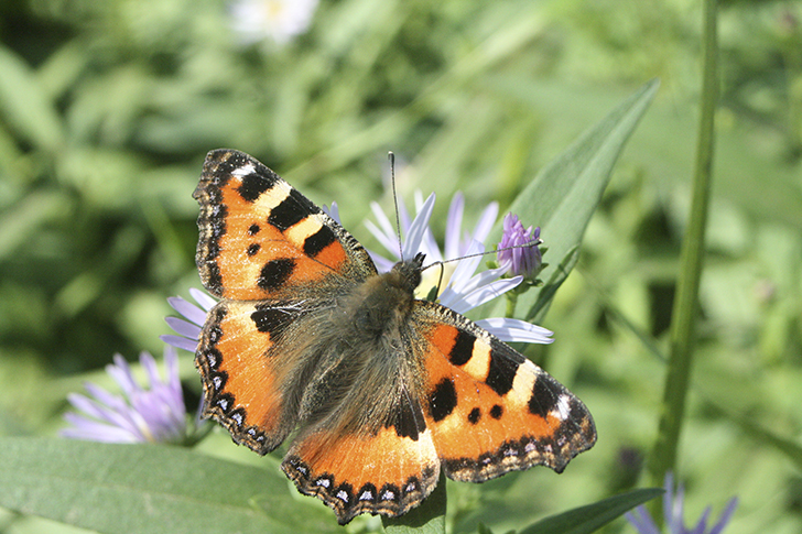 Фото В.Кузьмин (июль, 2025)