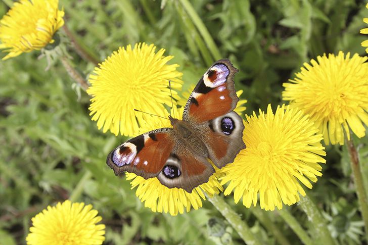 Фото В.Кузьмин (июль, 2025)