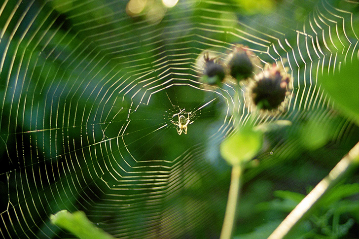 Фото В.Кузьмин (июль, 2025)