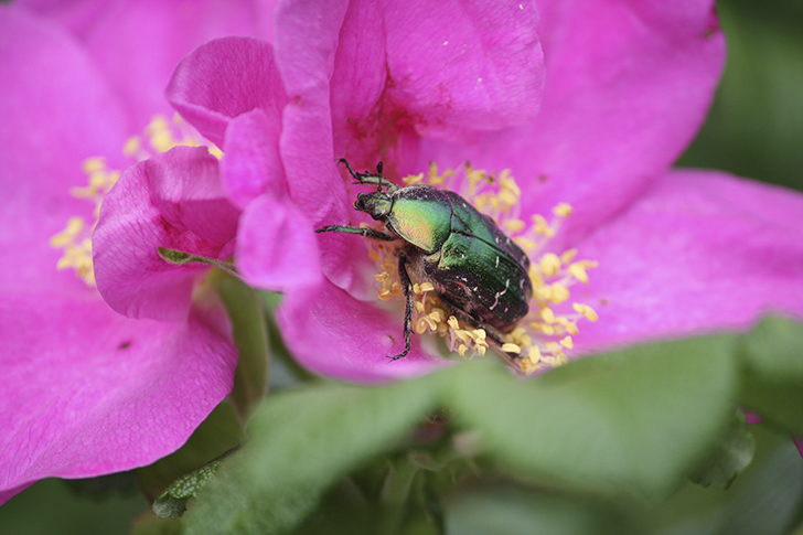 Фото В.Кузьмин (июль, 2025)