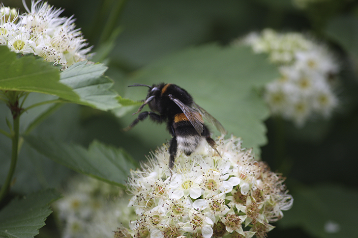 Фото В.Кузьмин (июль, 2025)