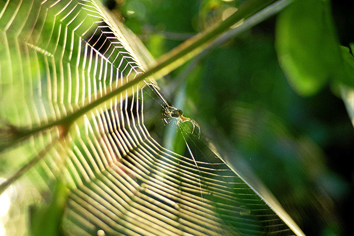 Фото В.Кузьмин (июль, 2025)