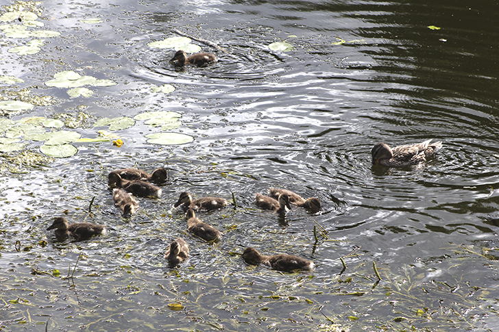 Фото В.Кузьмин (июль, 2025)
