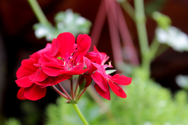 Фото В.Кузьмин (июль, 2025)