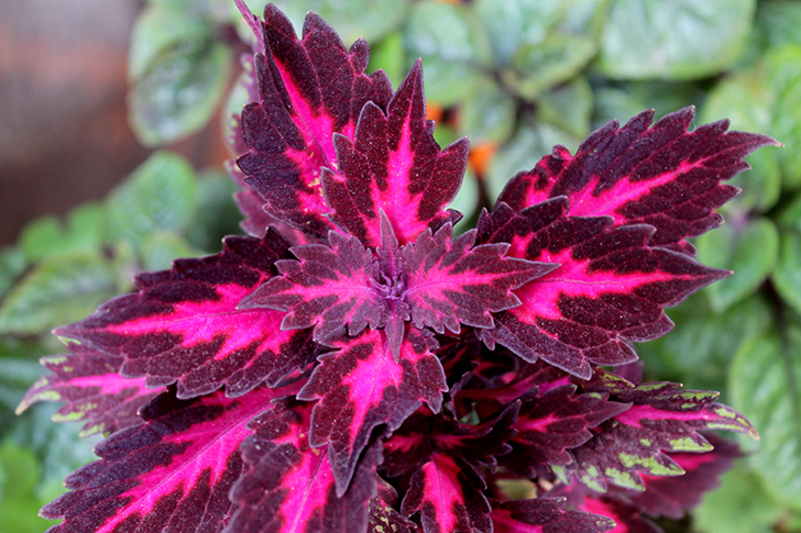 Фото В.Кузьмин (июль, 2025)