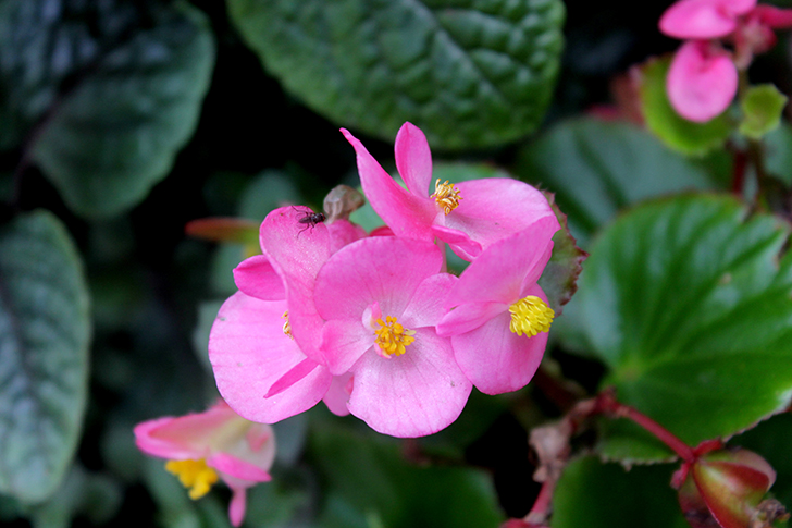 Фото В.Кузьмин (июль, 2025)