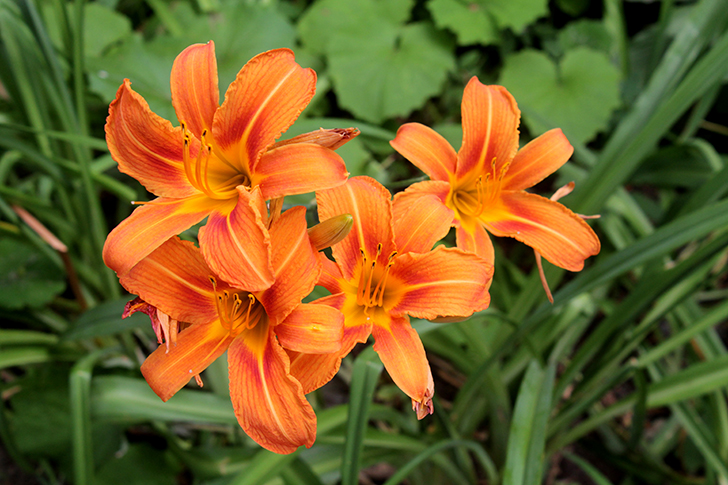 Фото В.Кузьмин (июль, 2025)