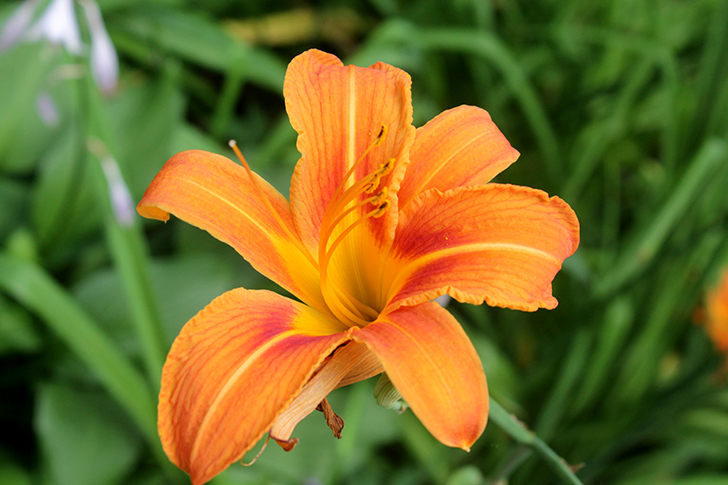 Фото В.Кузьмин (июль, 2025)